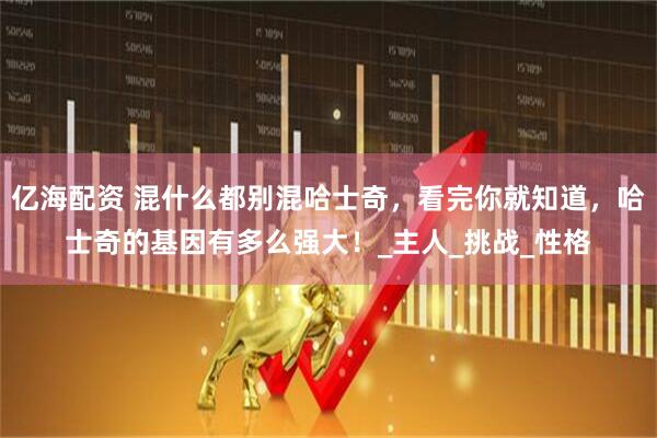 亿海配资 混什么都别混哈士奇，看完你就知道，哈士奇的基因有多么强大！_主人_挑战_性格