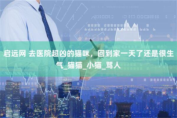 启远网 去医院超凶的猫咪，回到家一天了还是很生气_猫猫_小猫_骂人